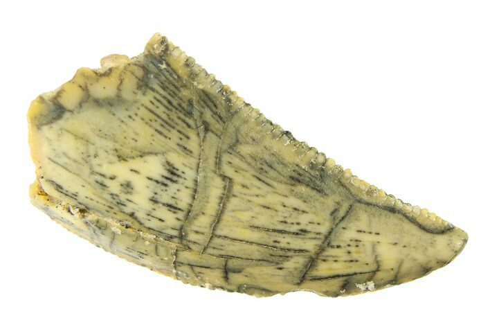 Serrated, Raptor Tooth - Real Dinosaur Tooth #297484